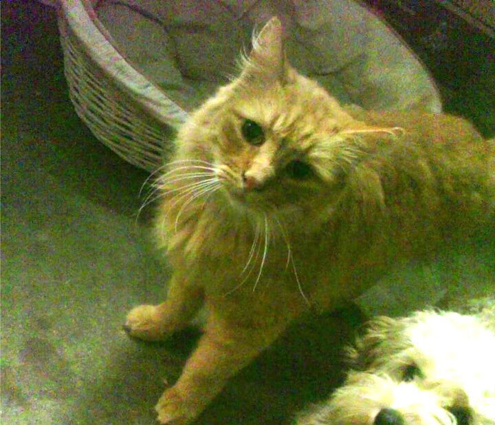 九游官网下载电脑版-《Dota 2国际邀请赛，传奇战队再起航·巅峰之战》，dota2国际邀请赛2021冠军