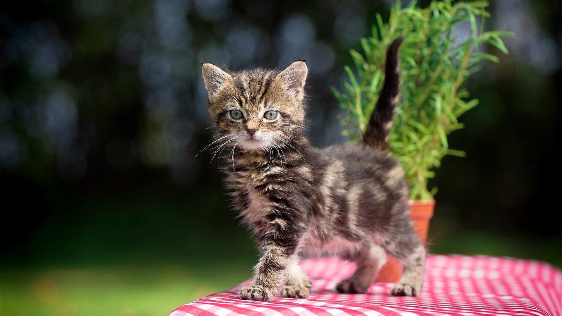 中国男篮明星球员携手公益，传递正能量，中国男篮功勋球员