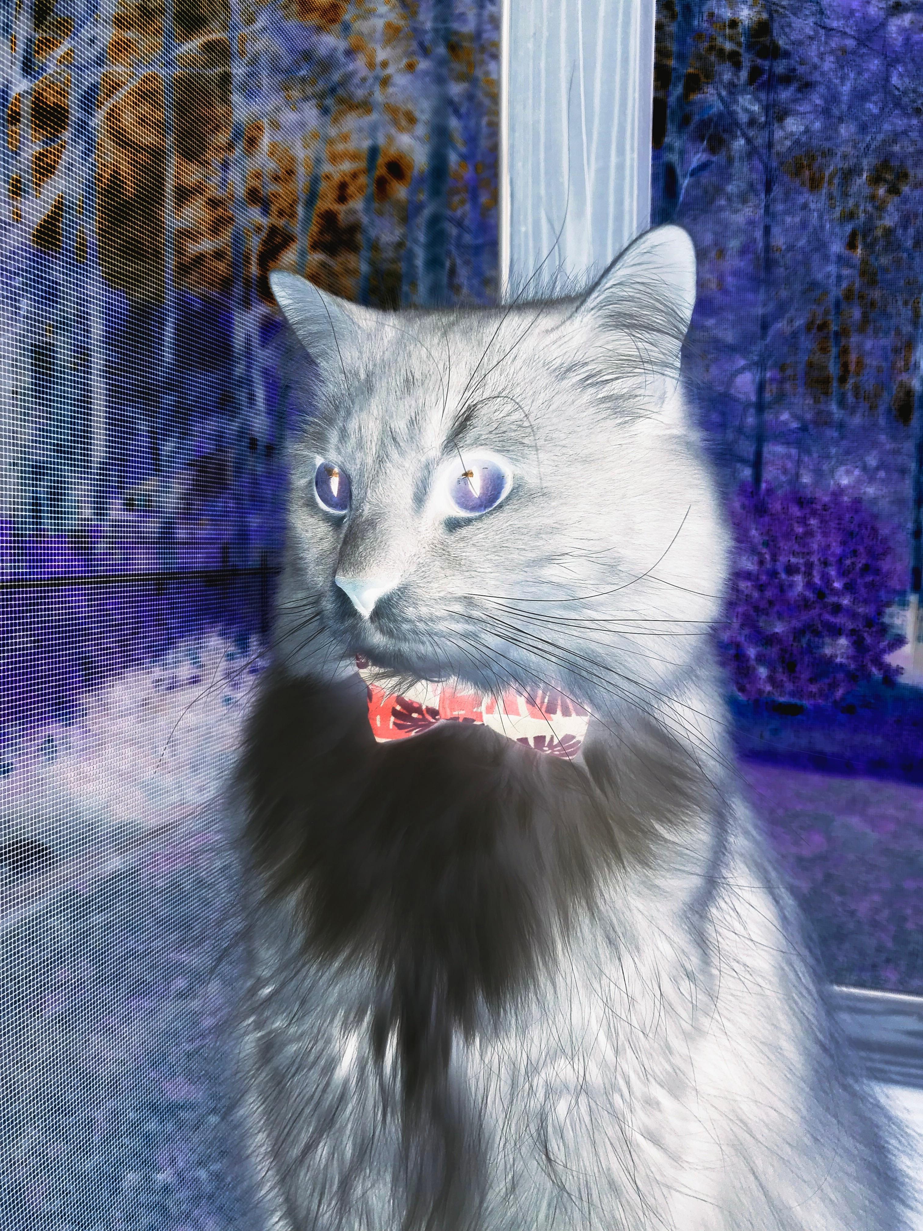 中国家庭足球计划启动,普及足球运动,中国家庭的进球