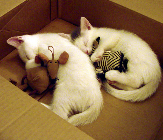 克罗地亚队在巴黎奥运会手球比赛中以30_29战胜日本队,克罗地亚 队