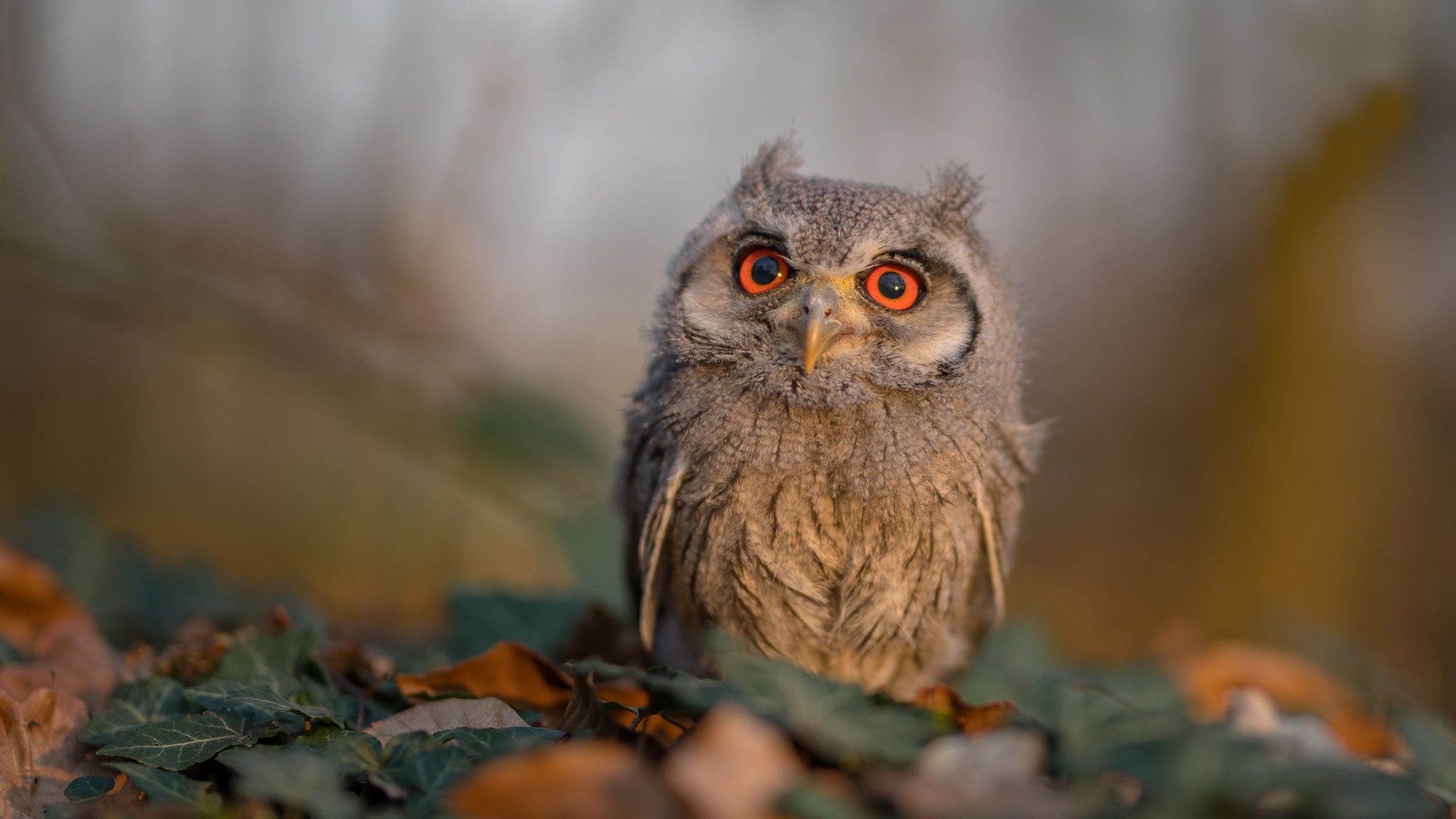 九游电脑版-勇士开发“球员语音分析AI”，辅助训练交流，勇士队口感