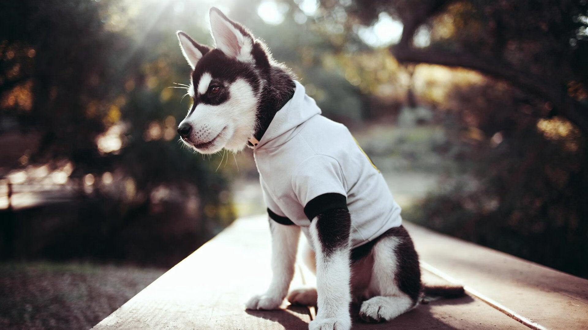 守望先锋 新赛季引入更多国际赛事，守望先锋2022赛季