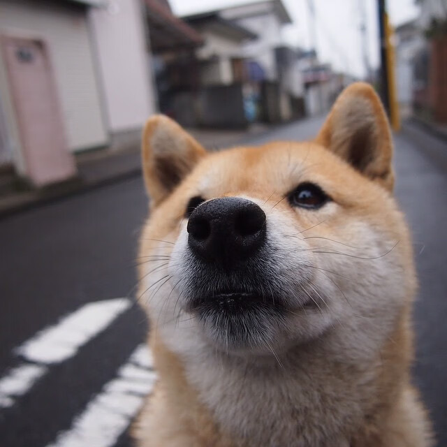 未来“足球天王”登上欧冠巅峰的秘密,今年足球冠军欧洲