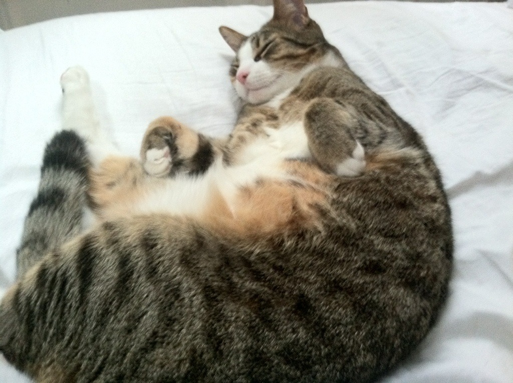 未来“欧洲霸主”潜力股:谁能夺冠问鼎?,欧洲有未来吗