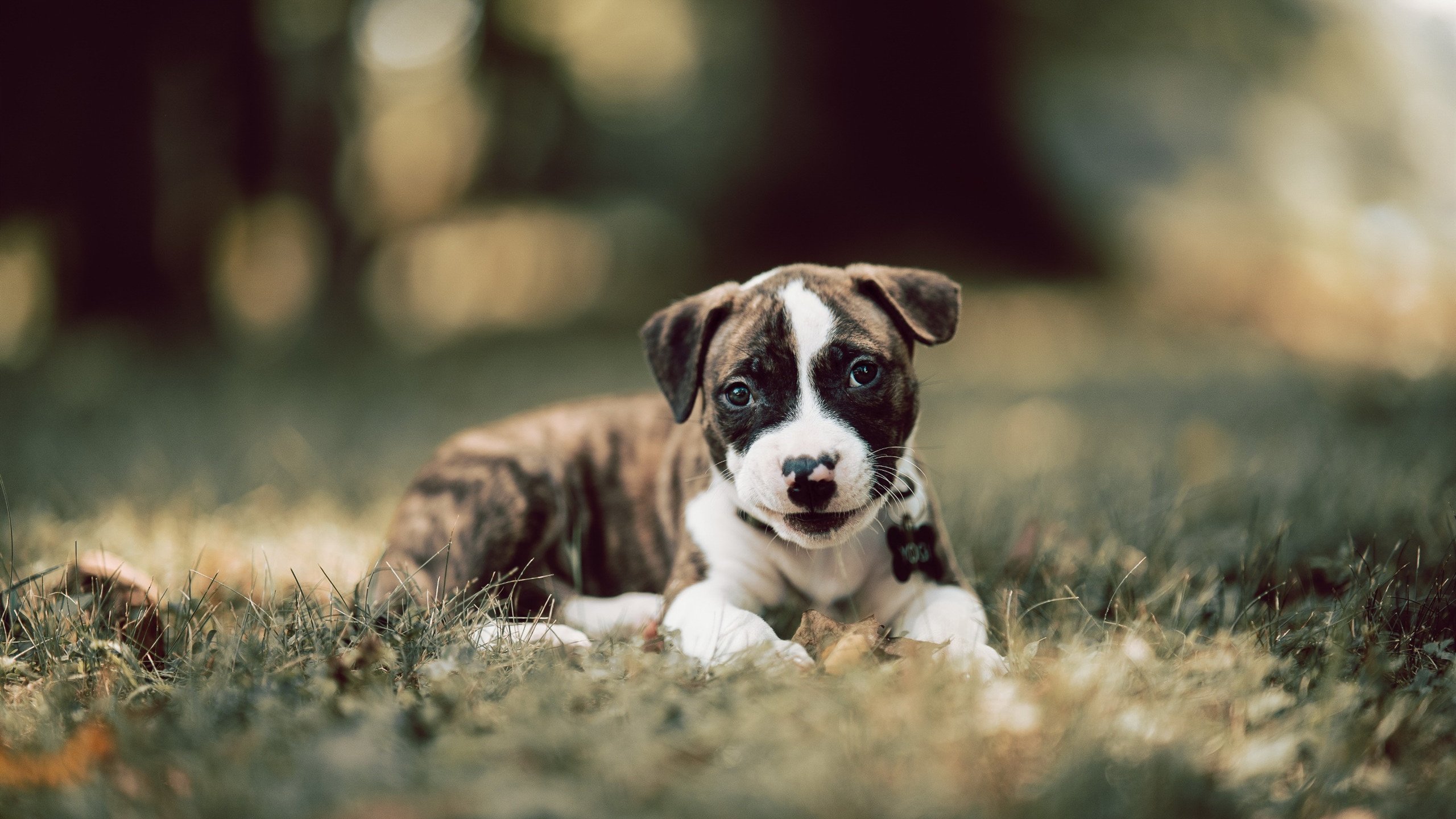 法甲夜场大战,精彩传球和精彩扑救交相辉映,法甲足球比赛