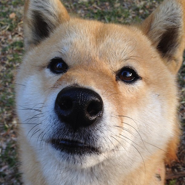 九游娱乐APP-球员的欧冠梦：年少成名的辉煌时刻，欧冠 球员