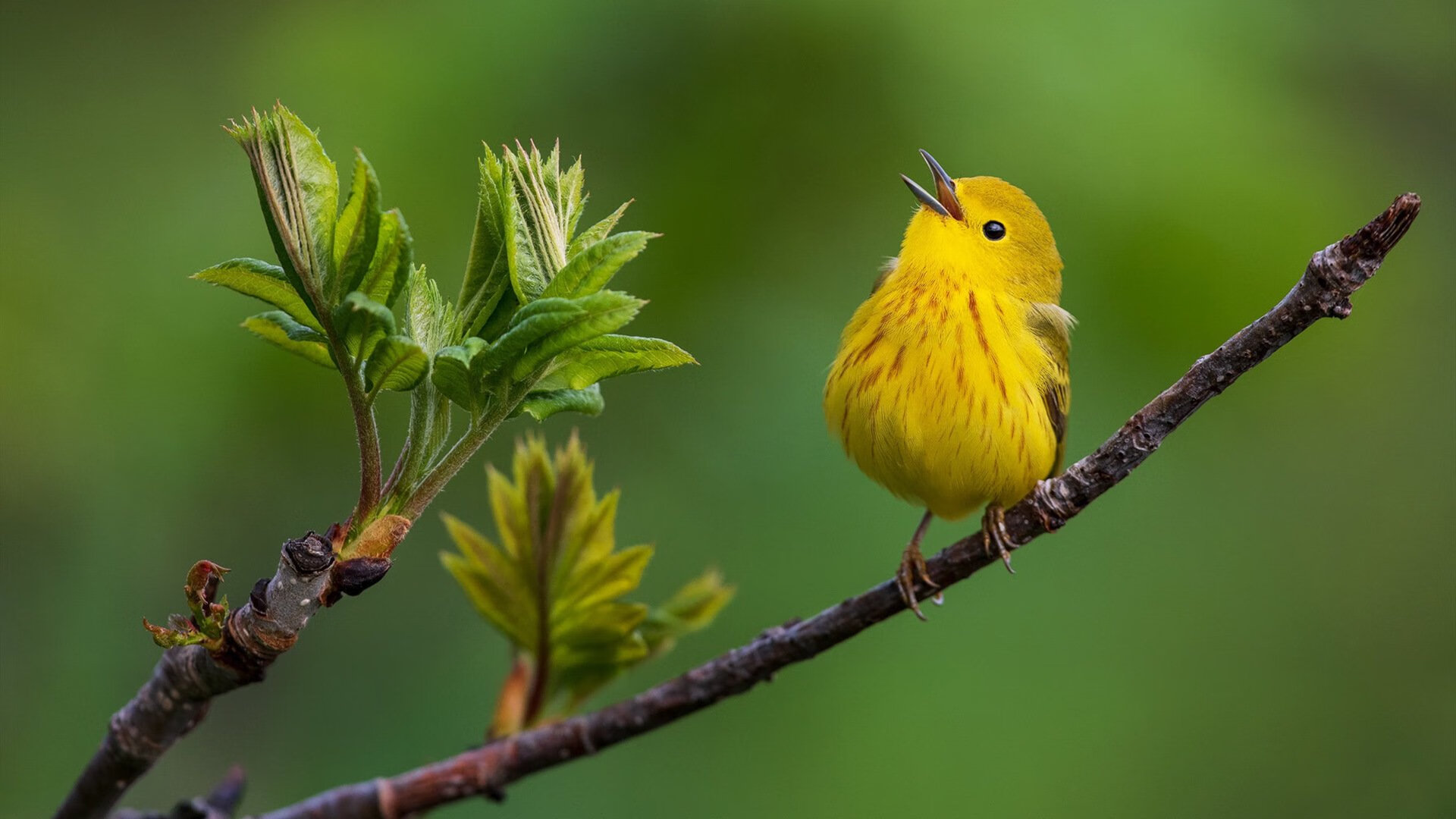 JiuyouAPP下载-绿军新赛季表现不尽如人意，球迷呼吁主帅改变战术，曝绿军新主帅候选