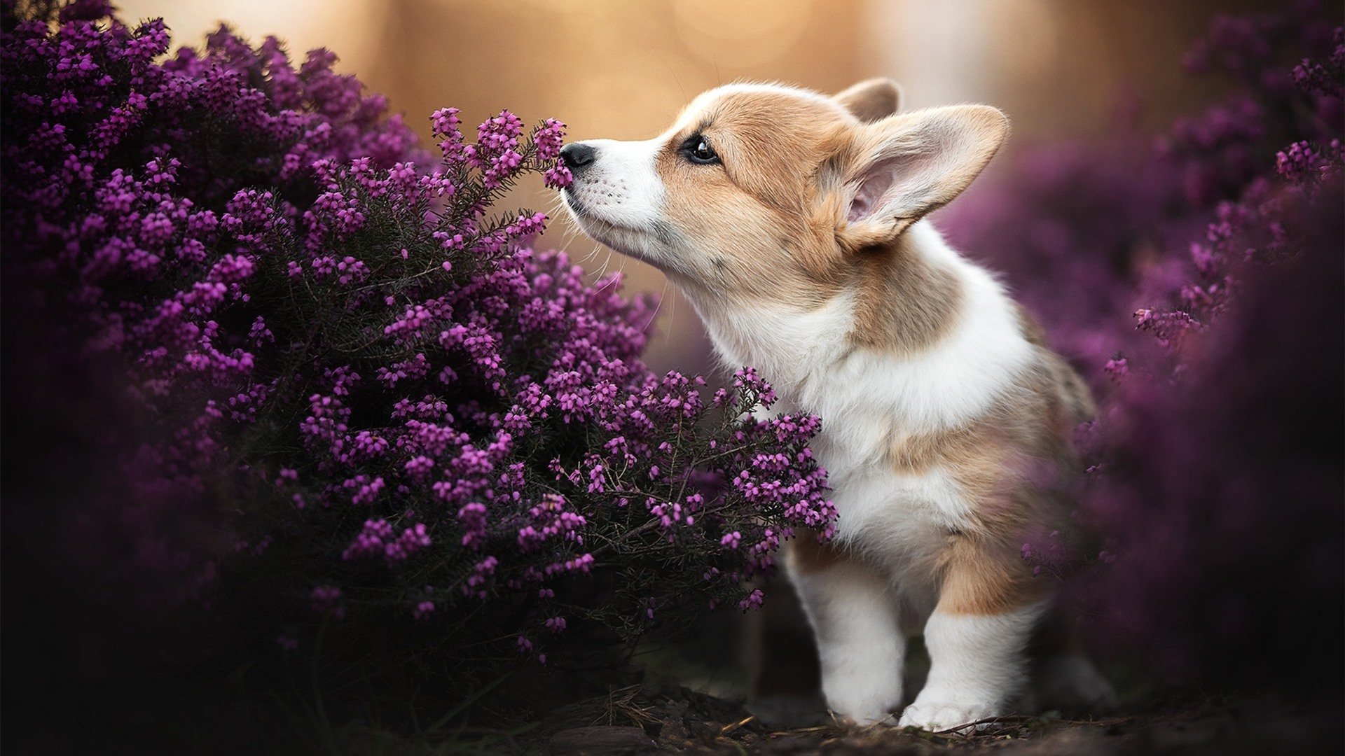高校体育专业课程体系改革与优化路径研究,高校体育课程建设