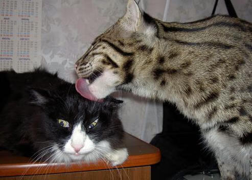 九游app官网下载-中国女篮主打全场联动式进攻模式，中国女篮强势夺金