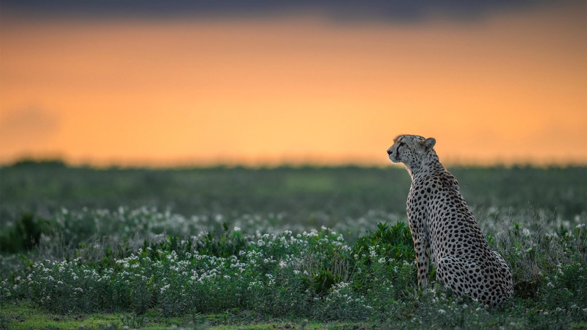 弗拉门戈锋线状态火热,多点开花,弗拉门戈视频