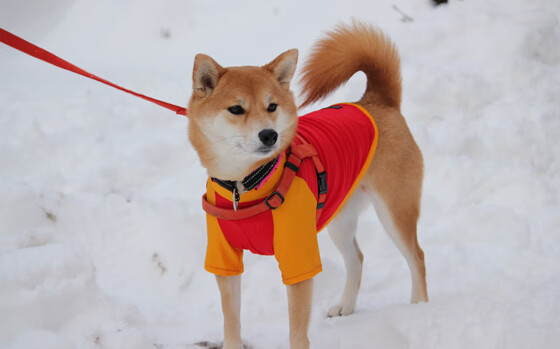 乔治反击一条龙引爆全场球迷,乔治yong