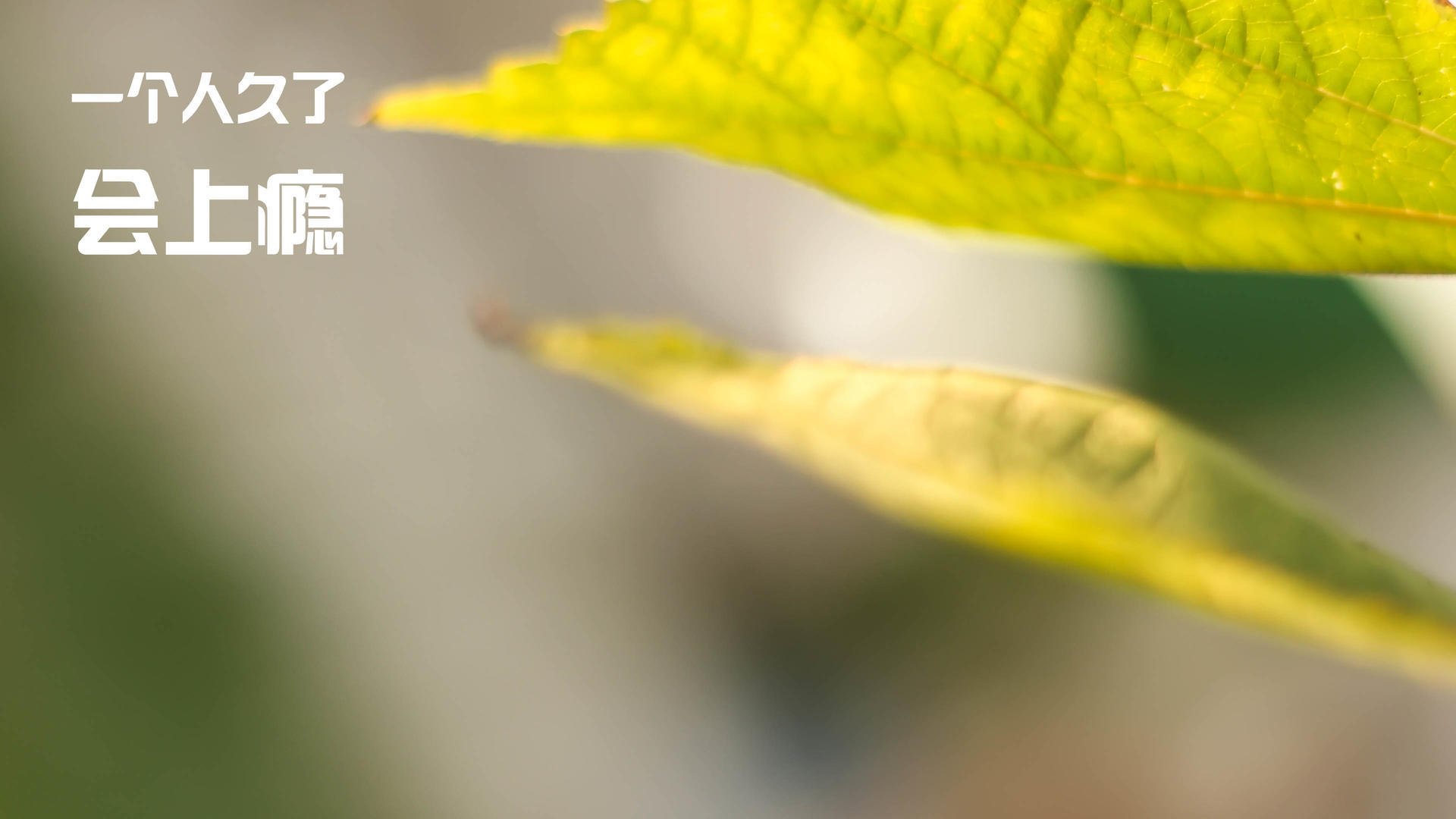 女子国家队优化边后卫参与进攻节奏增加攻击点，足球女子国家队