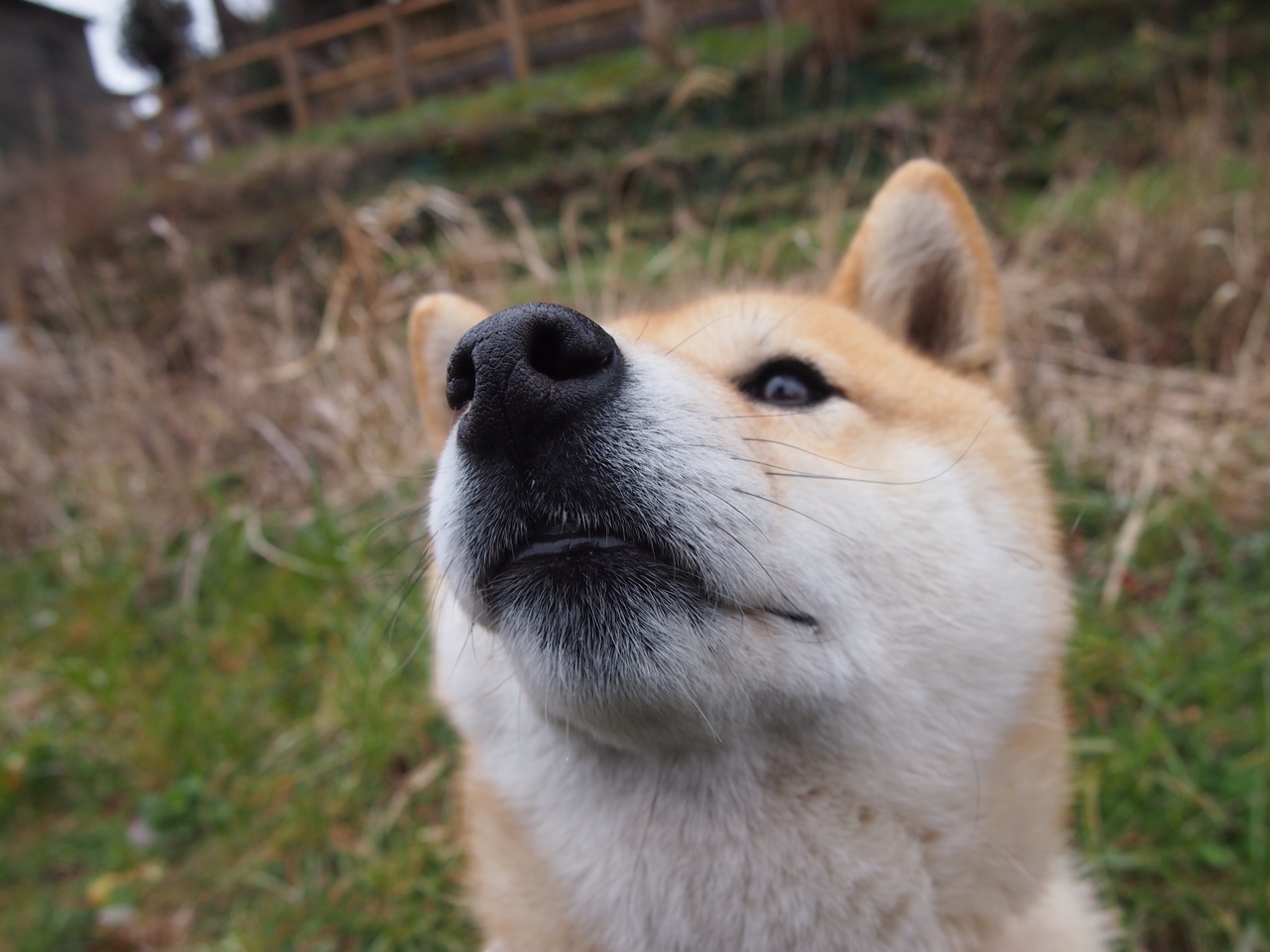 斯洛文尼亚男篮在欧洲锦标赛中赢得金牌，历史新高