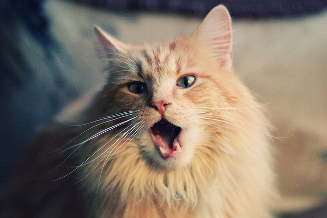 九游娱乐-斯洛文尼亚男篮在欧洲锦标赛中表现出色，夺得金牌，斯洛文尼亚男篮球风格