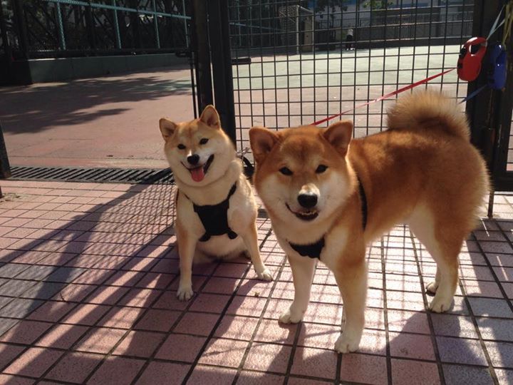 美洲杯激情四溢：逆境中的坚韧不拔，美洲杯视频集锦