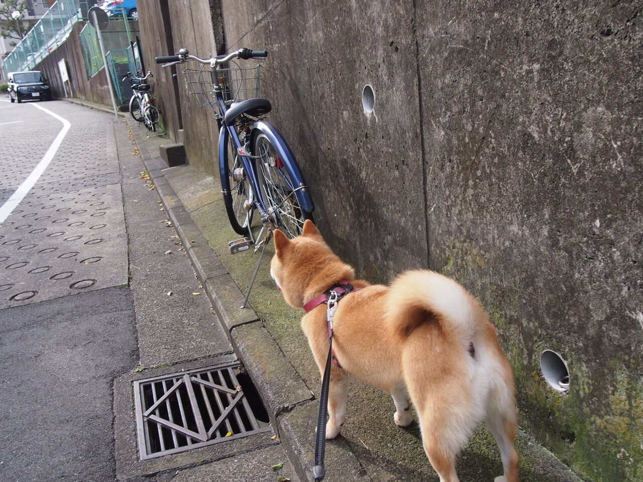 Jiu You-西甲巅峰碰撞：战术创新中的经典时刻，西甲sporting